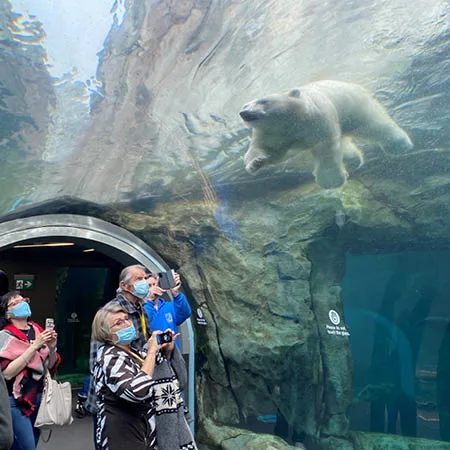 Journeys Through the Zoo for Dementia